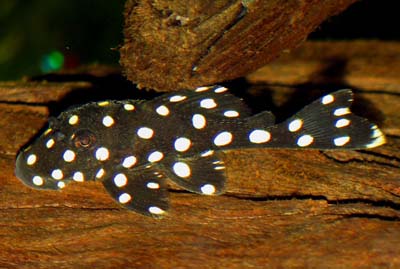 Baryancistrus sp. LDA-33